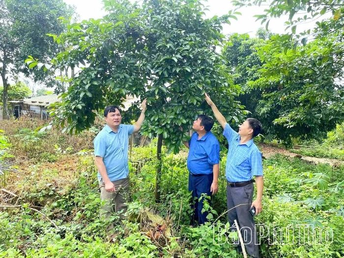 Hầu hết trám đen sinh trưởng tốt và phù hợp ở đất đồi dốc và là loại cây lâu năm, do đó nên có quy hoạch để tạo ra vùng nguyên liệu lớn và liên kết thành chuỗi sản phẩm nông sản đặc trưng, có tiềm năng.