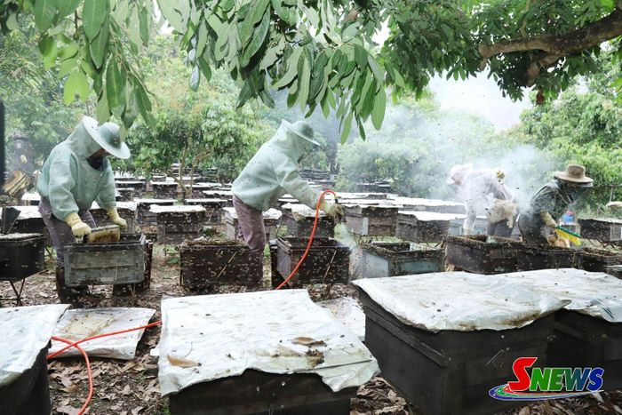 Thành viên HTX Nuôi ong mật Sông Mã thu hoạch mật ong hoa nhãn.