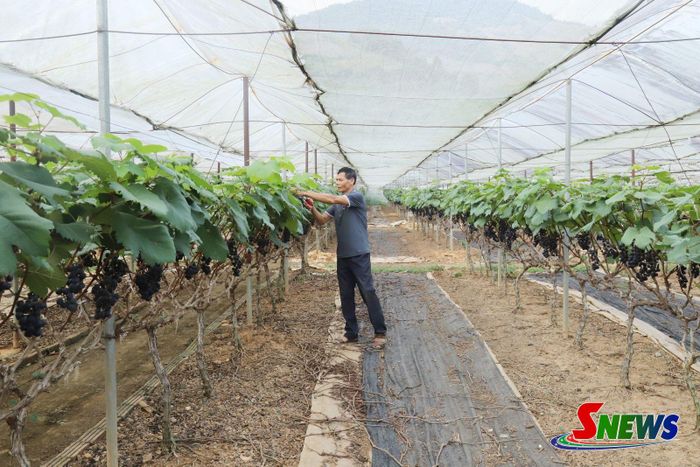 Mô hình trồng nho hạ đen của Công ty TNHH Nông lâm nghiệp Sông Mã.