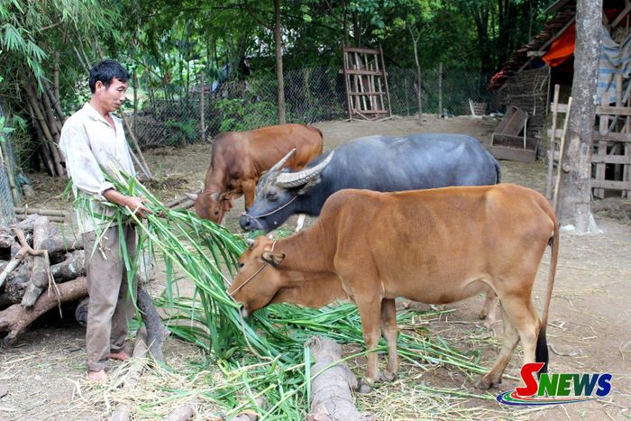 Nông dân bản Púng, xã Púng Bánh phát triển nuôi đại gia súc.