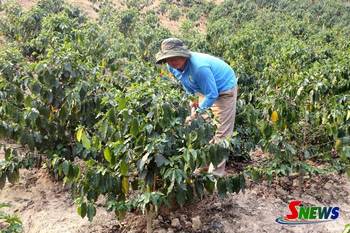 Nông dân bản Phải, xã Púng Bánh chăm sóc cây cà phê.