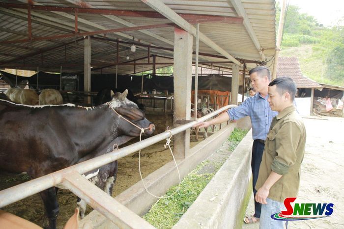 Nhân dân bản Hưng Cơi, xã Mường Cơi nuôi bò 3B cho thu nhập cao.