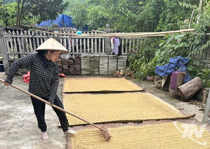 Nhiều hộ dân xã Nghinh Tường vui mừng khi được mùa lúa xuân.
