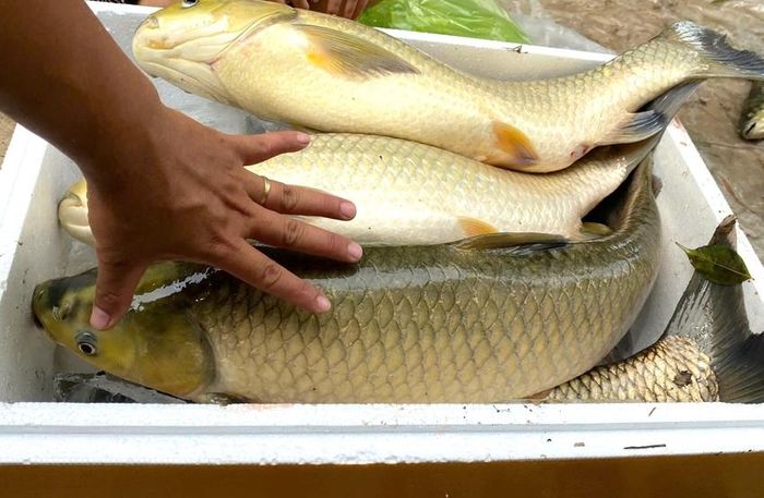 Phần lớn cá thiệt hại đều đã đạt kích cỡ xuất bán 2kg - 8kg 1 con 