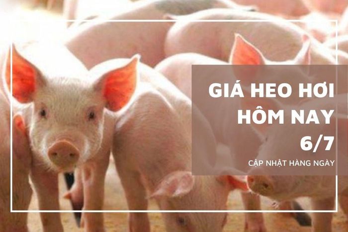 Giá heo hơi hôm nay tại Lâm Đồng tăng 1.000 đồng/kg. Ảnh: Hà My (vietnammoi.vn)