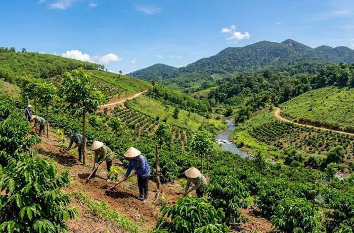 Lâm Đồng nâng cao quản lý vùng nguyên liệu cà phê, cao su thích ứng Quy định chống mất rừng, suy thoái rừng của Liên minh châu Âu (EUDR).