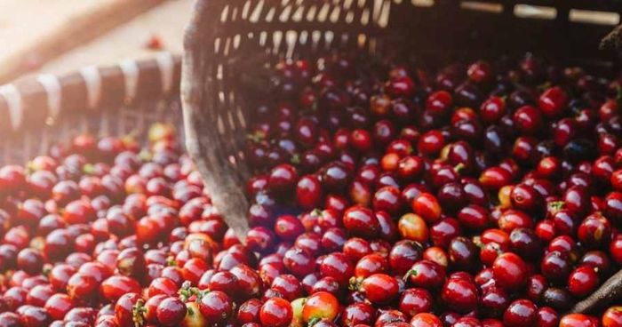 Giá cà phê giảm 200-300 đồng/kg tùy từng vùng.