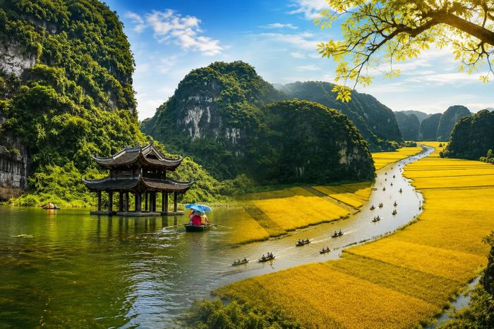 Danh thắng Tràng An và Tam Cốc (Ninh Bình) mùa lúa chín. Ảnh: pys