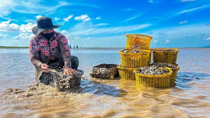 Thành viên đội thu hoạch nghêu rửa sạch cát và bùn bám trên nghêu trước khi mang vào bờ.