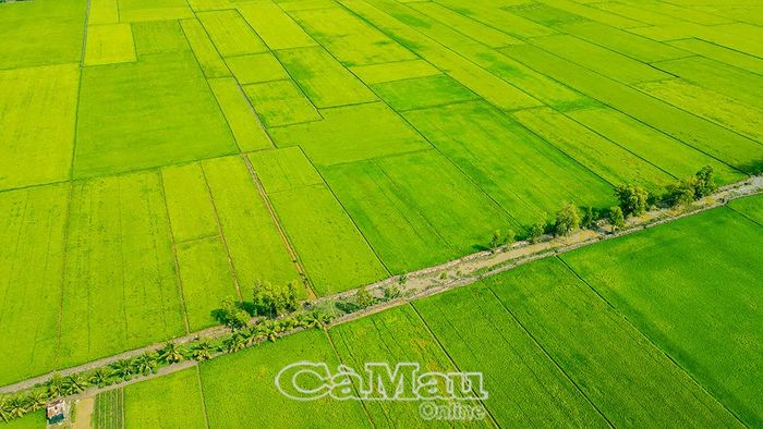 Nông nghiệp xanh, bền vững được Vĩnh Thanh tiếp tục xác định là lĩnh vực tạo đột phá trong thời gian tới.