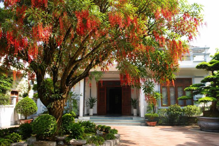 Lộc vừng là loại cây cảnh được nhiều người yêu thích. Ảnh minh họa.