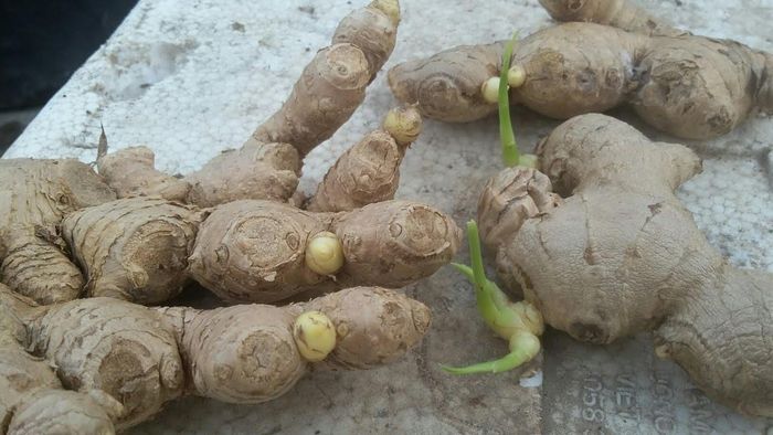 Hạn chế côn trùng và mùi ẩm. Ảnh minh họa.