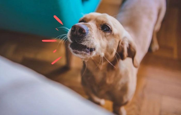 Chó nhận biết năng lượng và cảm xúc của con người. Ảnh minh họa.