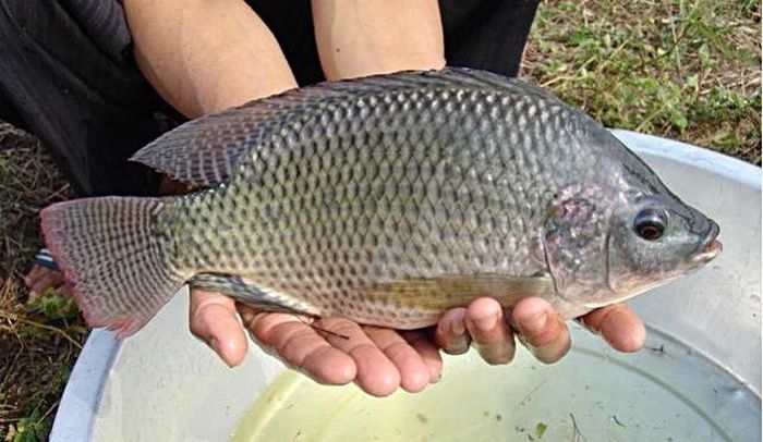 Ít ai ngờ rằng cá rô phi lại sở hữu giá trị dinh dưỡng đáng chú ý dù có giá chỉ bằng khoảng 1/10 so với cá hồi nhập khẩu. Ảnh minh họa: VSEP