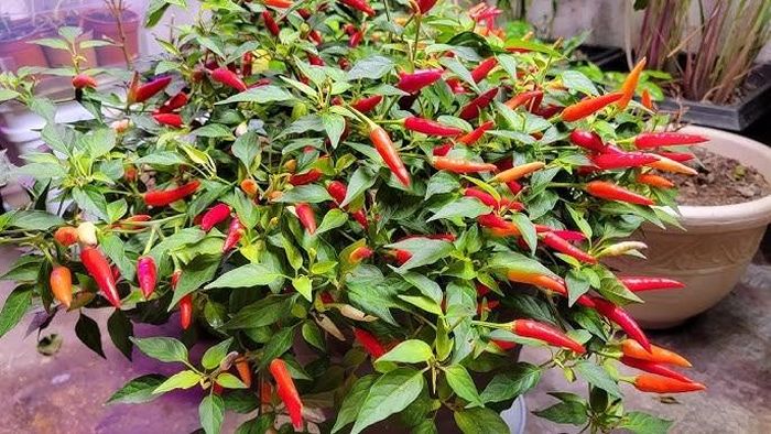 Nhiều người quan tâm có nên trồng cây ớt trước nhà không. Ảnh minh họa.