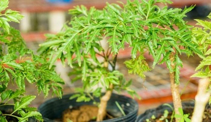 Những lợi ích thực tế khi trồng đinh lăng trước nhà. Ảnh minh họa.