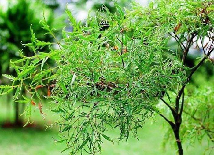 Khi trồng đinh lăng trước cửa, yếu tố quan trọng nhất không phải là loại cây, mà là cách bố trí sao cho hợp lý. Ảnh minh họa.
