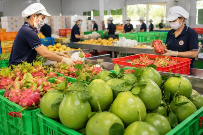 Rau quả tiếp tục là một trong những nhóm hàng có tốc độ tăng trưởng cao, với kim ngạch xuất khẩu đạt 3,65 tỷ USD trong 6 tháng đầu năm 2026. Ảnh: minh họa