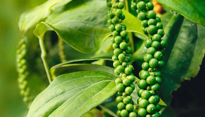 Giá hồ tiêu trong nước hôm nay đi ngang so với hôm qua. (Ảnh minh họa: Báo Văn Hóa)