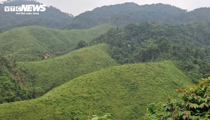 Dấu hiệu rừng phòng hộ bị xâm hại hiện rõ khi cùng một vị trí quả đồi nhưng có khu vực phủ xanh, có khu vực phải trồng mới lại từ đầu sau hàng chục năm. (Ảnh: Tiến Thắng)