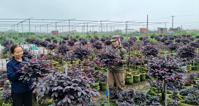 Nông dân xã Bát Tràng tích cực tìm hiểu, đưa giống mới vào trồng trọt để đáp ứng nhu cầu thị trường, nâng cao thu nhập. Ảnh: Ánh Dương