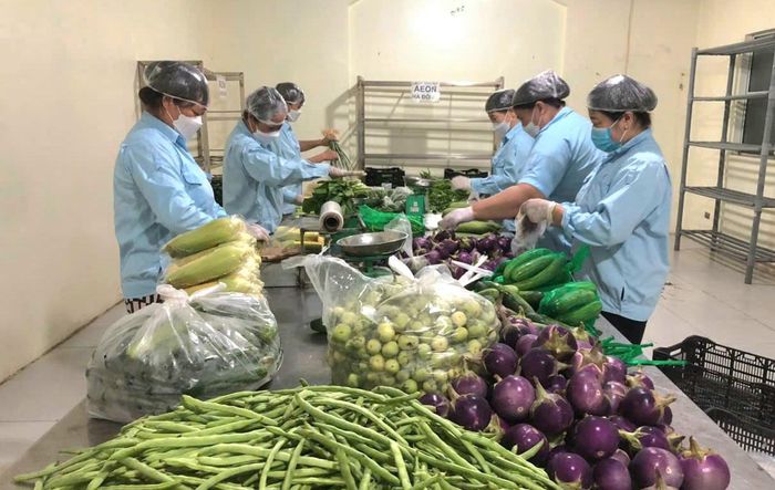 Xã viên HTX Văn Đức sơ chế, đóng gói sản phẩm rau củ quả để đưa đi tiêu thụ trên thị trường. Ảnh: Văn Minh