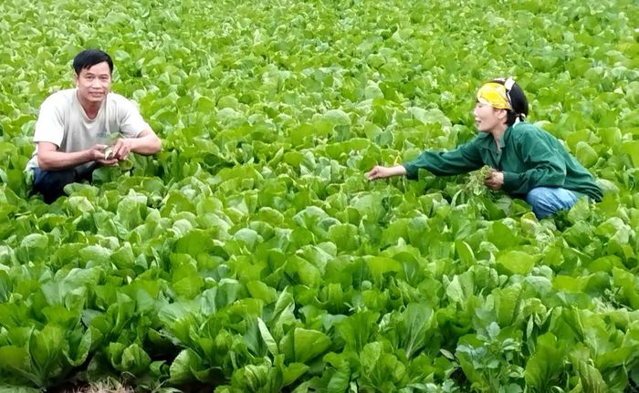 Trồng rau sạch ở Bát Tràng đem lại thu nhập cao cho nông dân. Ảnh: Văn Minh