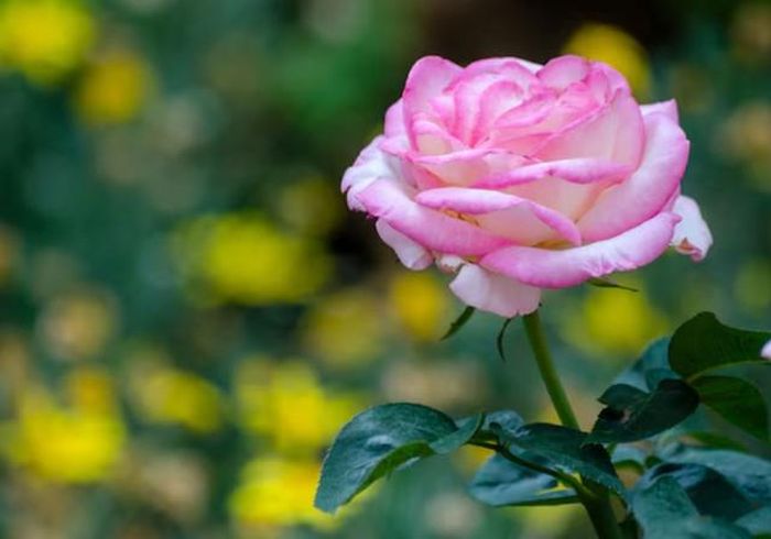Theo tử vi, người tuổi Thân sinh tháng 10 Âm lịch có khả năng tạo dựng uy tín và thu phục lòng người. Ảnh minh họa