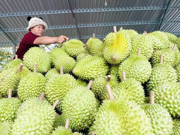 Theo đánh giá, việc GACC chấp nhận các cơ sở kiểm nghiệm của Việt Nam có ý nghĩa quan trọng trong kiểm soát chất lượng nông sản xuất khẩu, đáp ứng yêu cầu của thị trường Trung Quốc đối với chỉ tiêu Cadimi và chất Vàng O. Ảnh: Bộ NN