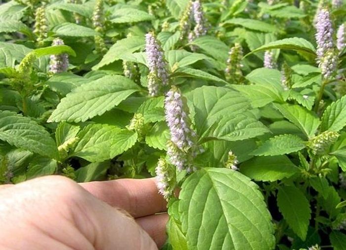 Cây kinh giới không chỉ là một loại rau gia vị quen thuộc trong các bữa ăn của người Việt mà còn là một vị thuốc Nam quý giá. Từ lâu đời, loại thảo mộc này đã được sử dụng để chữa bệnh và chăm sóc sức khỏe. Ảnh minh họa: VTC News.