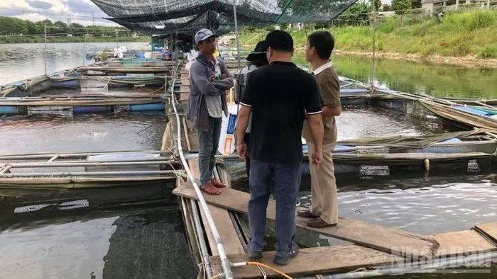 Chi cục Thủy sản phối hợp các địa phương xác định nguyên nhân, triển khai biện pháp khắc phục.