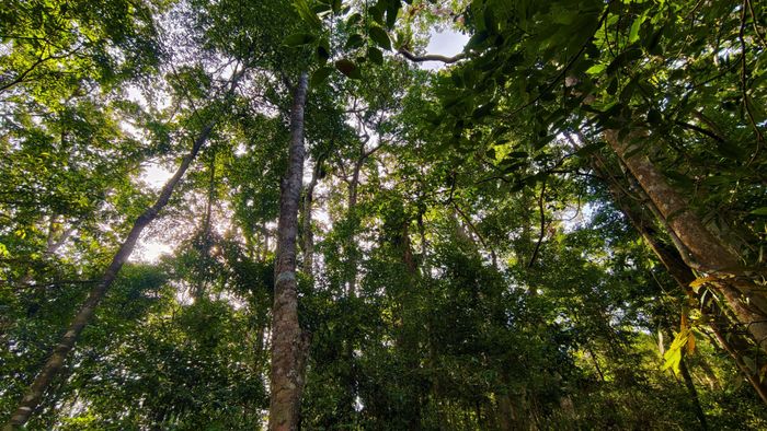  Để đến thác Hang Én, du khách phải băng qua những cánh rừng rậm với nhiều cây cổ thụ 