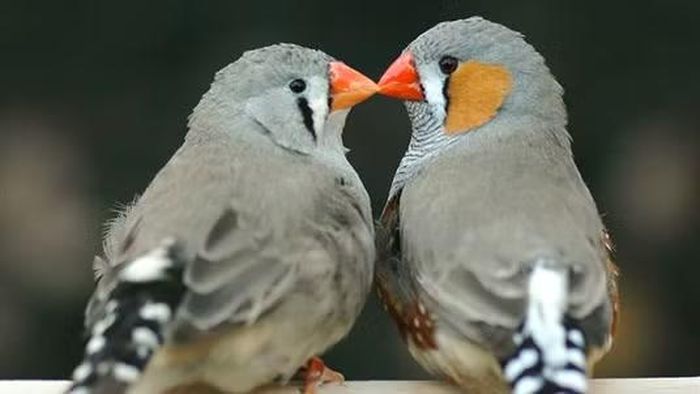 Để kiểm chứng kết quả, nhóm nghiên cứu đã xây dựng các thí nghiệm cho chim tự lựa chọn phản ứng trước từng loại tiếng gọi bằng cách nhấn nút nhận phần thưởng là thức ăn, và điều thú vị là chúng thường nhầm lẫn những tiếng gọi có cùng ý nghĩa thay vì những âm thanh giống nhau, cho thấy chim sẻ vằn thực sự hiểu nội dung của các tín hiệu giao tiếp chứ không chỉ phản ứng theo bản năng.