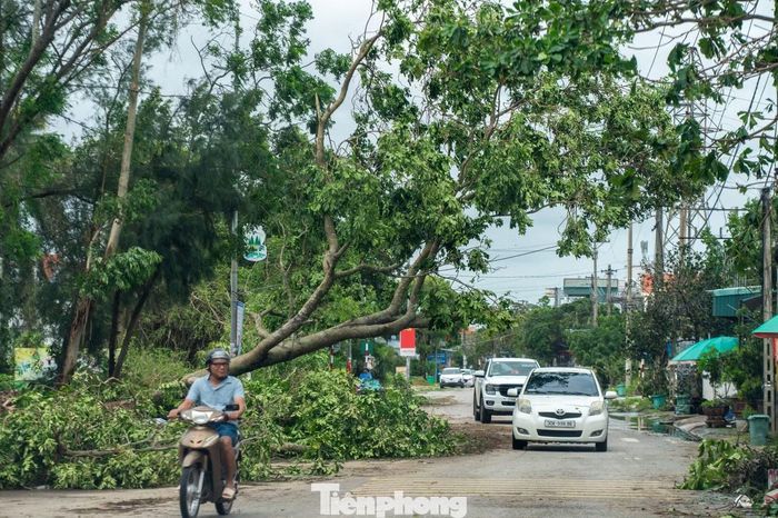 Bất chấp sự tan hoang sau bão, ô tô chở khách du lịch vẫn nườm nượp đổ về đây. "Chúng tôi có chuyến du lịch tới Quảng Ninh đáng nhớ khi đúng vào dịp bão đổ bộ. Biết bão tan, cả nhà đến Móng Cái để tham quan nhưng thấy mọi thứ vẫn còn đổ gãy ngổn ngang", một khách du lịch chia sẻ.