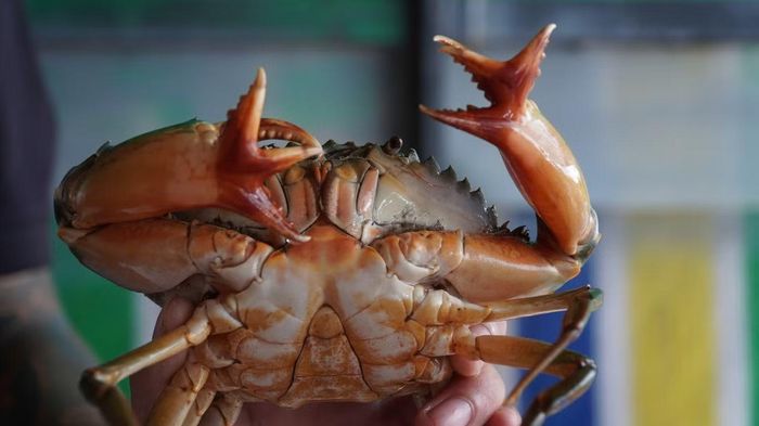 Cua Cà Mau hiếm gặp với bộ càng nhiều kẹp độc lạ.