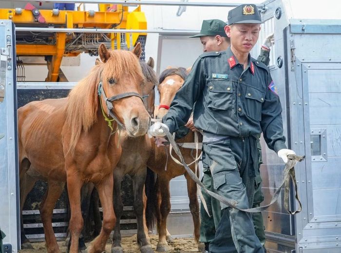 Những chú ngựa mới vừa trải qua hơn 5 giờ bay từ Ulaanbaatar đến Hà Nội.