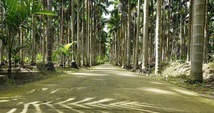 Đường bê tông được xây dựng xuyên vườn, giúp vận chuyển nông sản và đón khách tham quan 