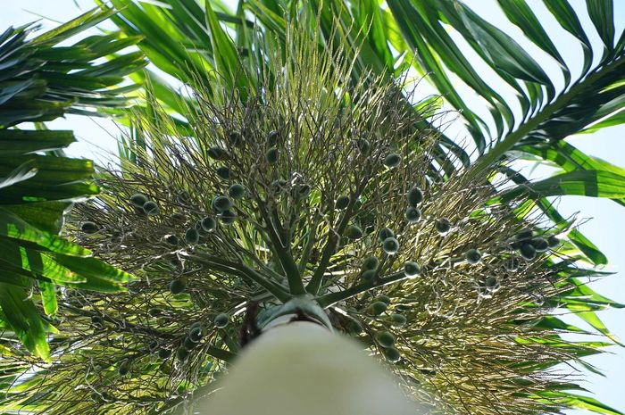 Buồng cau vú bò