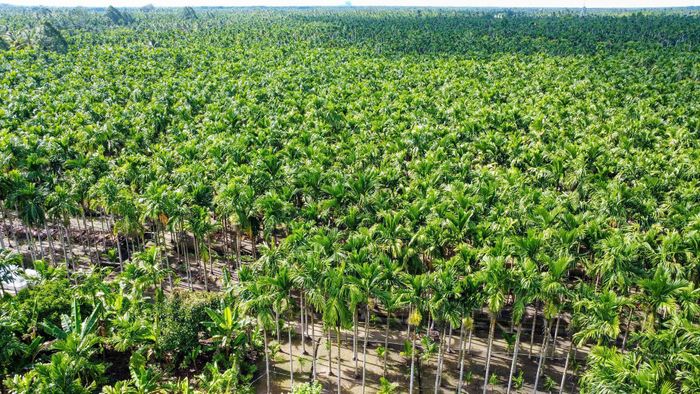 Vườn cau rộng 5ha của ông Hải