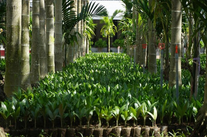 Cây cau giống được chăm sóc kỹ lưỡng trước khi bán cho khách hàng