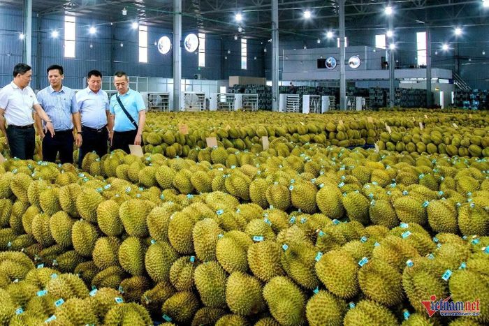 Quy định xuất khẩu sầu riêng rất nghiêm ngặt. Ảnh: Hải Dương