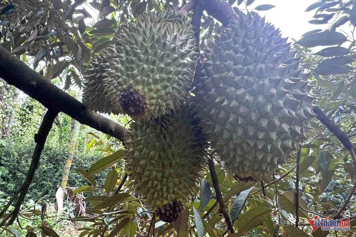 Nấm xuất hiện ở vườn sầu riêng của gia đình ông Trần Xuân Trường, làm quả hư hại. Ảnh: Hải Dương