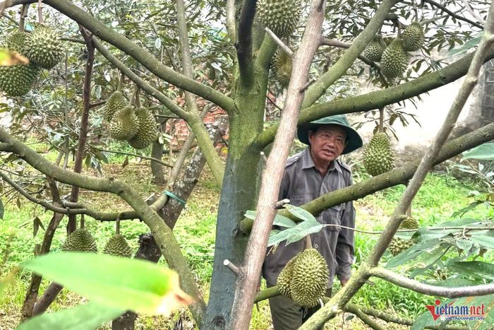 Nhiều nông dân ở Đắk Lắk lo lắng vì sầu riêng quả xấu, khó tiêu thụ. Ảnh: Hải Dương