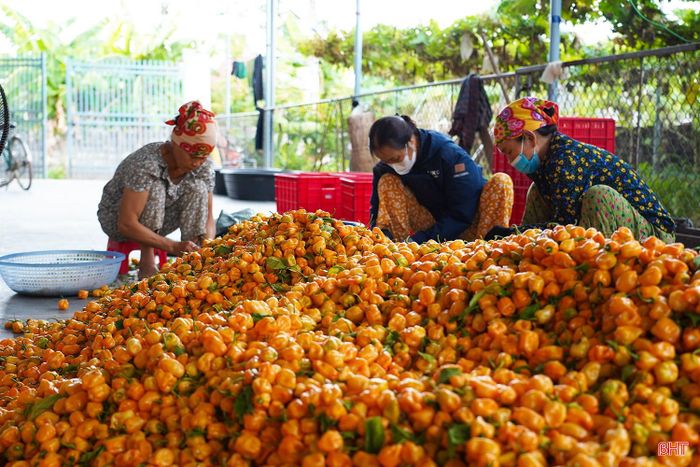 Sản phẩm sau khi thu hái được các thành viên và nhân công của HTX Nông nghiệp Phú Hà phân loại, làm sạch.