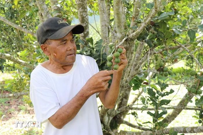 Vườn mắcca của gia đình ông Điểu Drây (thôn Bu Prăng 1, xã Quảng Trực, Lâm Đồng) bước vào thời kỳ kinh doanh, mang lại nguồn thu ổn định cho gia đình. (Ảnh: Nguyễn Huy Thành/TTXVN)