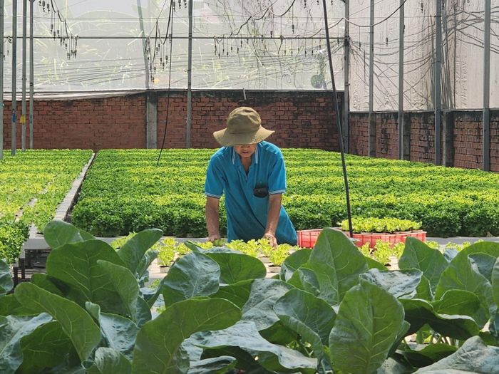 Người lao động vùng ven có thêm thu nhập khi tham gia vào các hợp tác xã nông nghiệp.