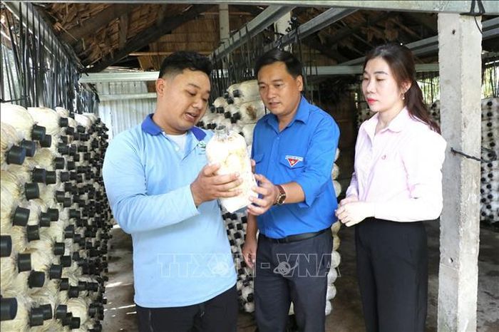 Anh Trần Hoàng Nhân (bên trái) ở phường Long Đức (Vĩnh Long) giới thiệu mô hình trồng nấm bào ngư.