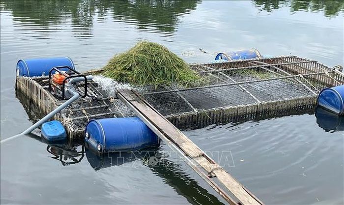 Lồng cá của người dân trên sông Bồ. Ảnh: TTXVN phát