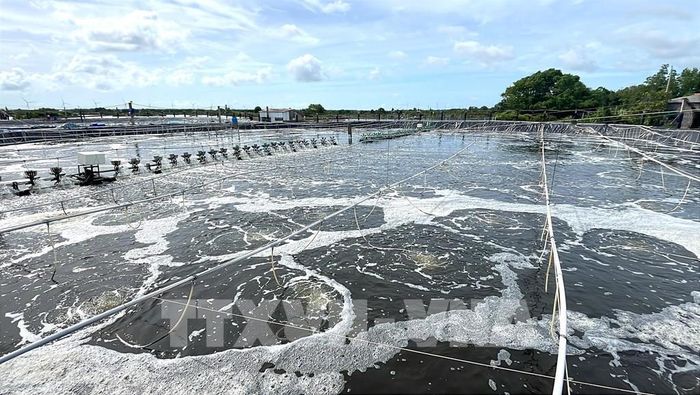 Mô hình nuôi tôm công nghệ cao của hộ ông Nguyễn Minh Vương, khóm Nhà Mát, phường Trường Long Hòa, tỉnh Vĩnh Long. Ảnh: Thanh Hòa - TTXVN