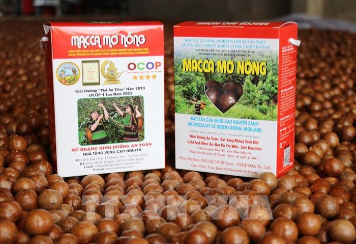 Sản phẩm Hạt mắc ca Mơ Nông đạt chứng nhận OCOP 4 sao của Hợp tác xã Nông nghiệp xanh Quảng Trực góp phần xây dựng thương hiệu nông sản xã vùng biên Quảng Trực, tỉnh Lâm Đồng. Ảnh: Nguyễn Huy Thành – TTXVN